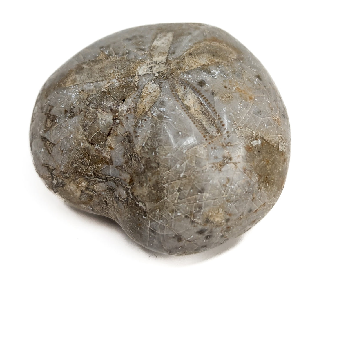 Heart Urchin fossil.