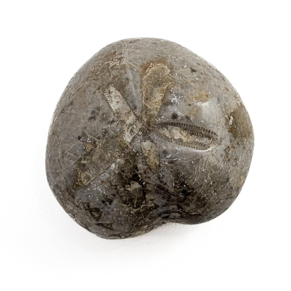 Heart Urchin Fossil
