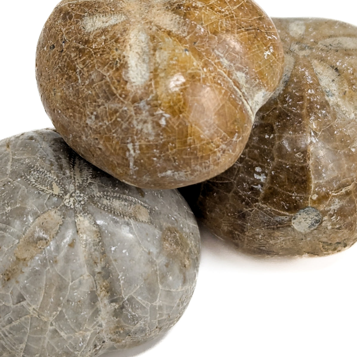 Heart Urchin fossil.