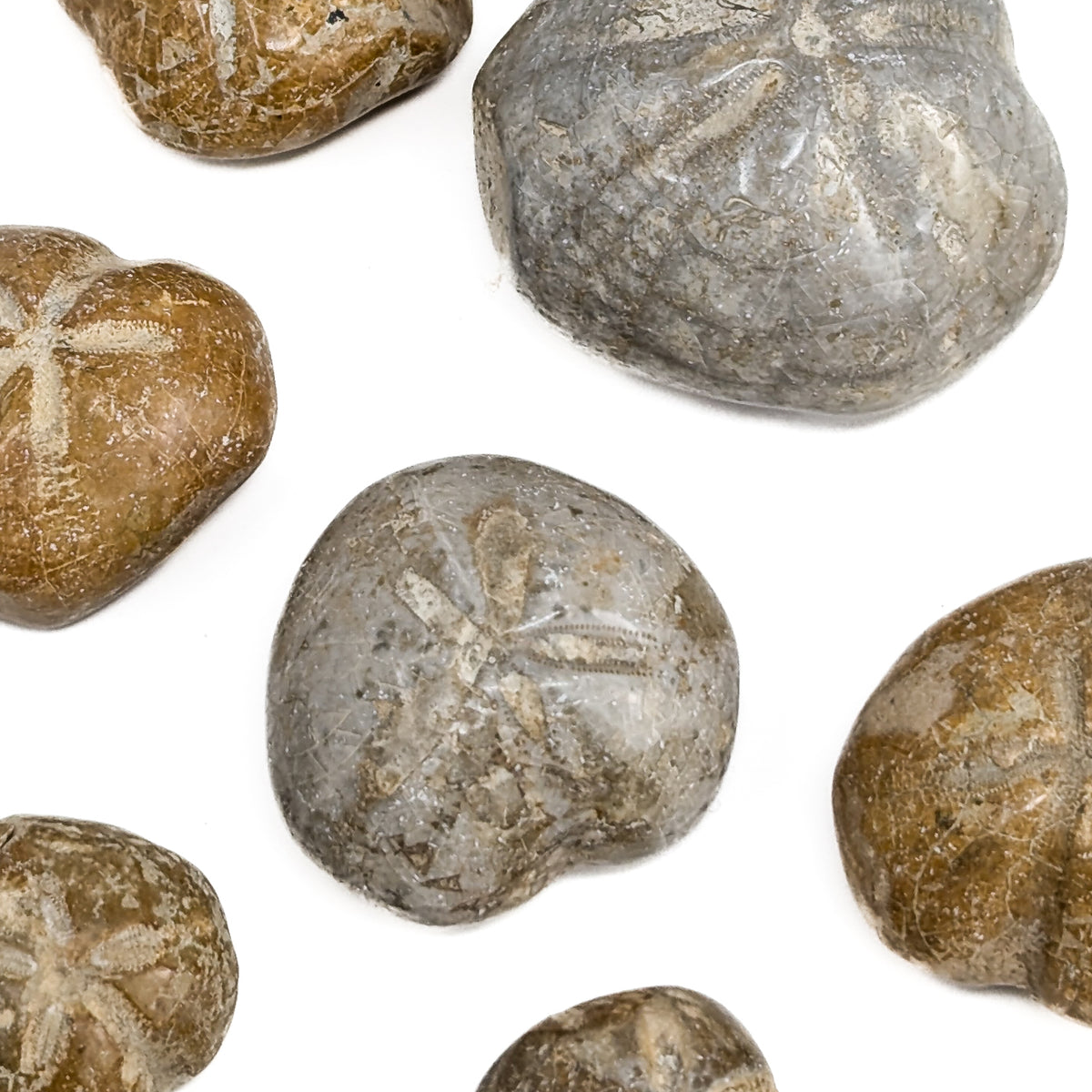 Heart Urchin fossil.