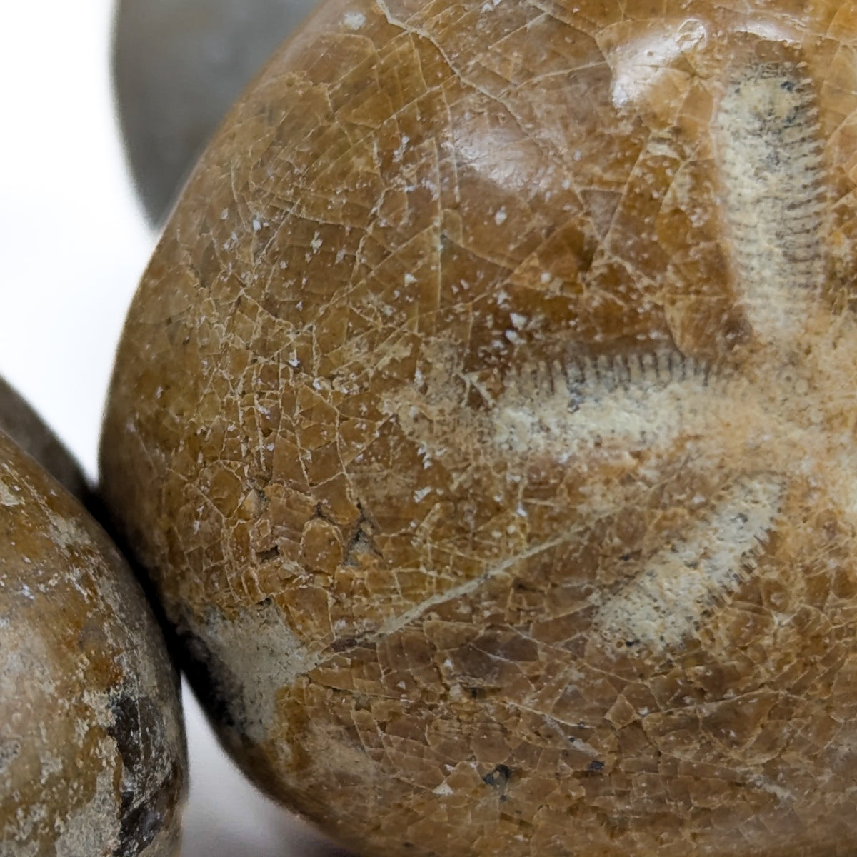 Heart Urchin fossil.