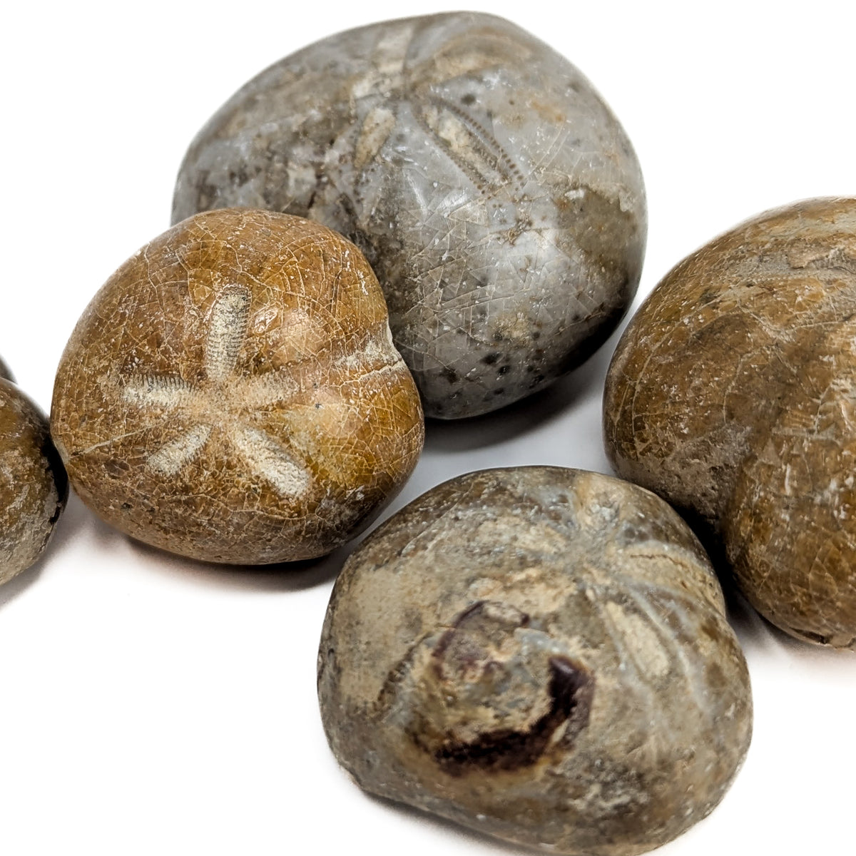Heart Urchin fossil.