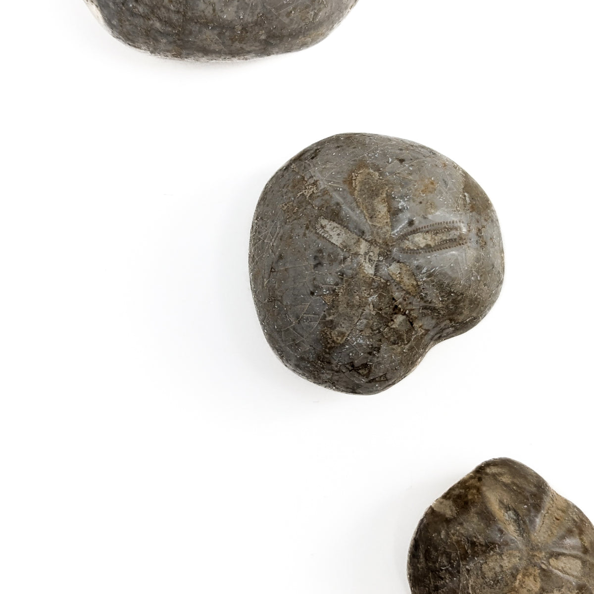 Heart Urchin fossil.