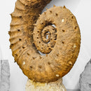 Heteromorph Ammonite - Fossil Statement Specimen