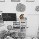Heteromorph Ammonite - Fossil Statement Specimen