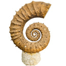 Heteromorph Ammonite - Fossil Statement Specimen