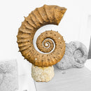 Heteromorph Ammonite - Fossil Statement Specimen