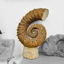 Heteromorph Ammonite - Fossil Statement Specimen