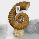 Heteromorph Ammonite - Fossil Statement Specimen