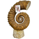 Heteromorph Ammonite - Fossil Statement Specimen