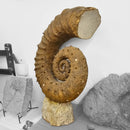 Heteromorph Ammonite - Fossil Statement Specimen
