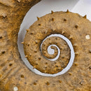 Heteromorph Ammonite - Fossil Statement Specimen