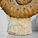 Heteromorph Ammonite - Fossil Statement Specimen