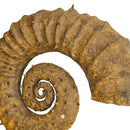 Heteromorph Ammonite - Fossil Statement Specimen
