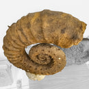 Heteromorph Ammonite - Fossil Statement Specimen
