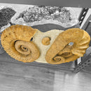 Heteromorph Ammonite - Fossil Statement Specimen