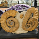 Heteromorph Ammonite - Fossil Statement Specimen