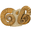 Heteromorph Ammonite - Fossil Statement Specimen