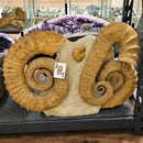 Heteromorph Ammonite - Fossil Statement Specimen