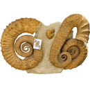 Heteromorph Ammonite - Fossil Statement Specimen