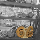 Heteromorph Ammonite - Fossil Statement Specimen
