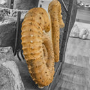 Heteromorph Ammonite - Fossil Statement Specimen