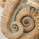 Heteromorph Ammonite - Fossil Statement Specimen