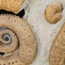 Heteromorph Ammonite - Fossil Statement Specimen