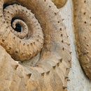 Heteromorph Ammonite - Fossil Statement Specimen