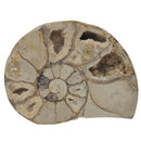 Hildoceras Ammonite - Fossil - Early Jurassic - Somerset, UK