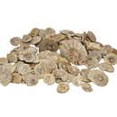 Hildoceras Ammonite - Fossil - Early Jurassic - Somerset, UK