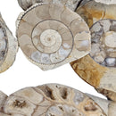 Hildoceras Ammonite - Fossil - Early Jurassic - Somerset, UK
