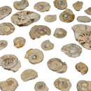 Hildoceras Ammonite - Fossil - Early Jurassic - Somerset, UK