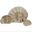 Hildoceras Ammonite - Fossil - Early Jurassic - Somerset, UK