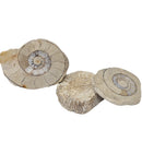 Hildoceras Ammonite - Fossil - Early Jurassic - Somerset, UK