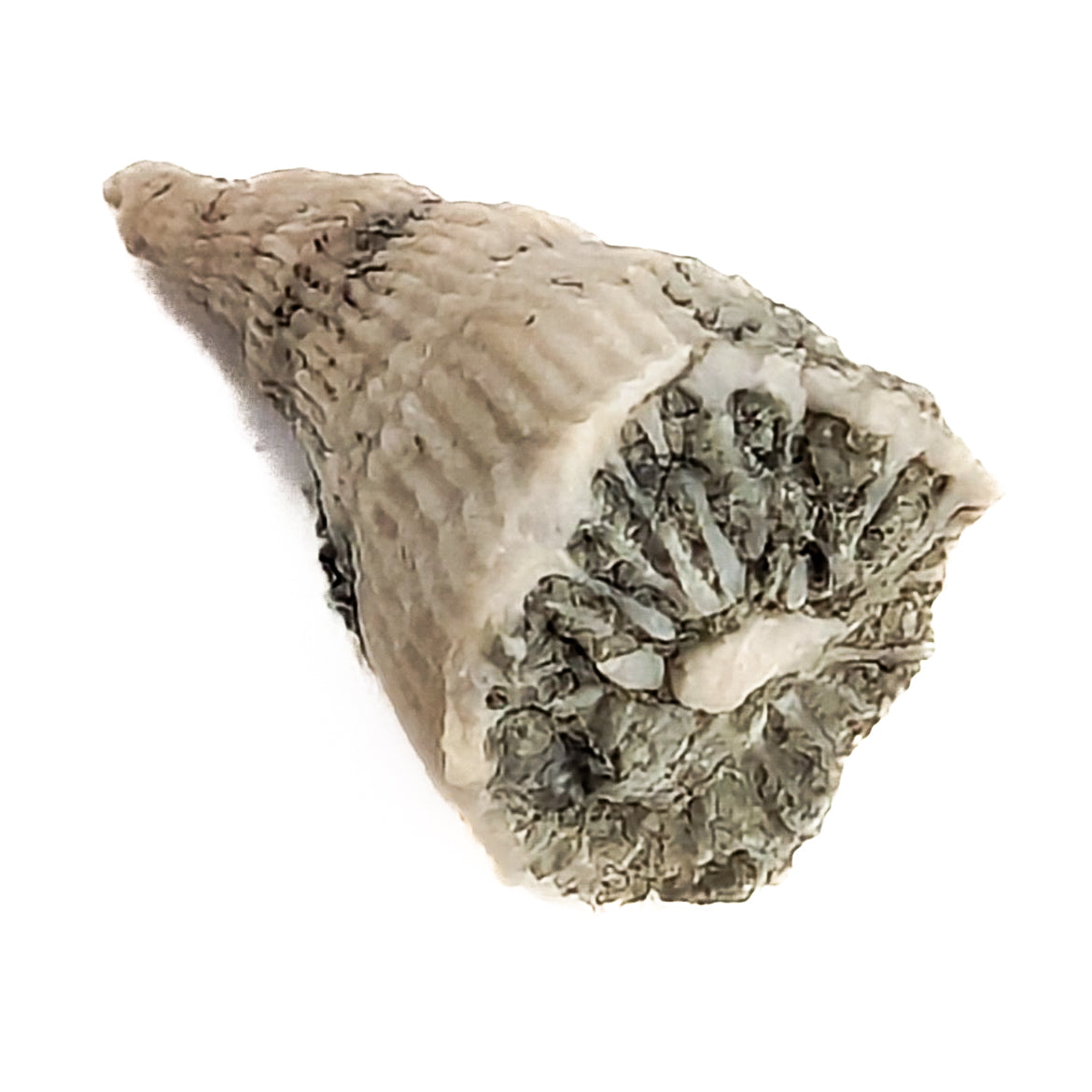 Horn Coral fossil from Illinois, USA.
