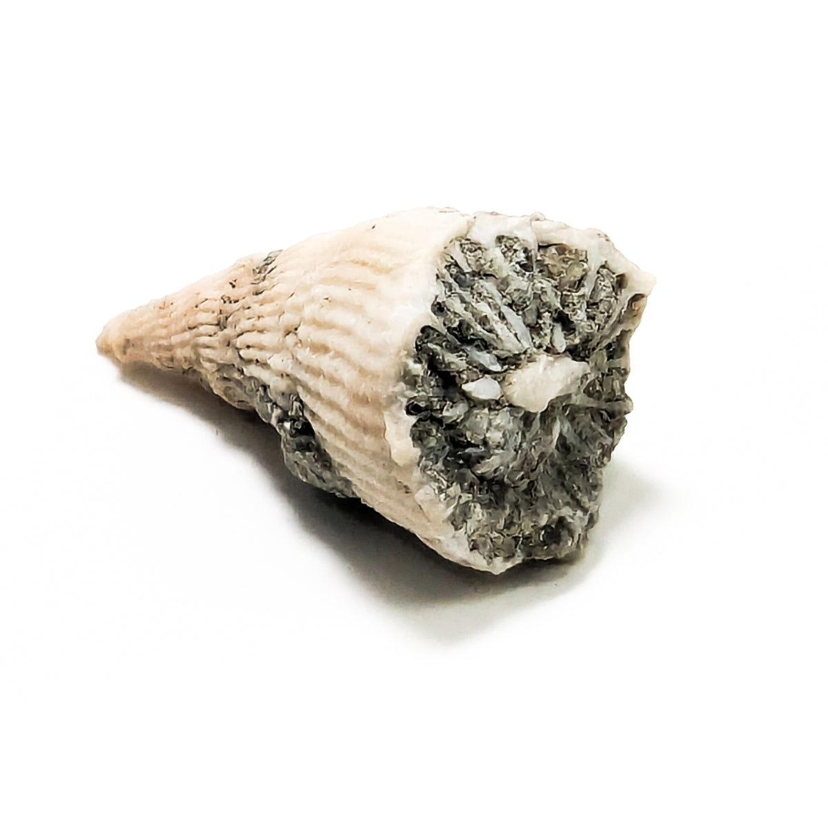 Horn Coral fossil from Illinois, USA.