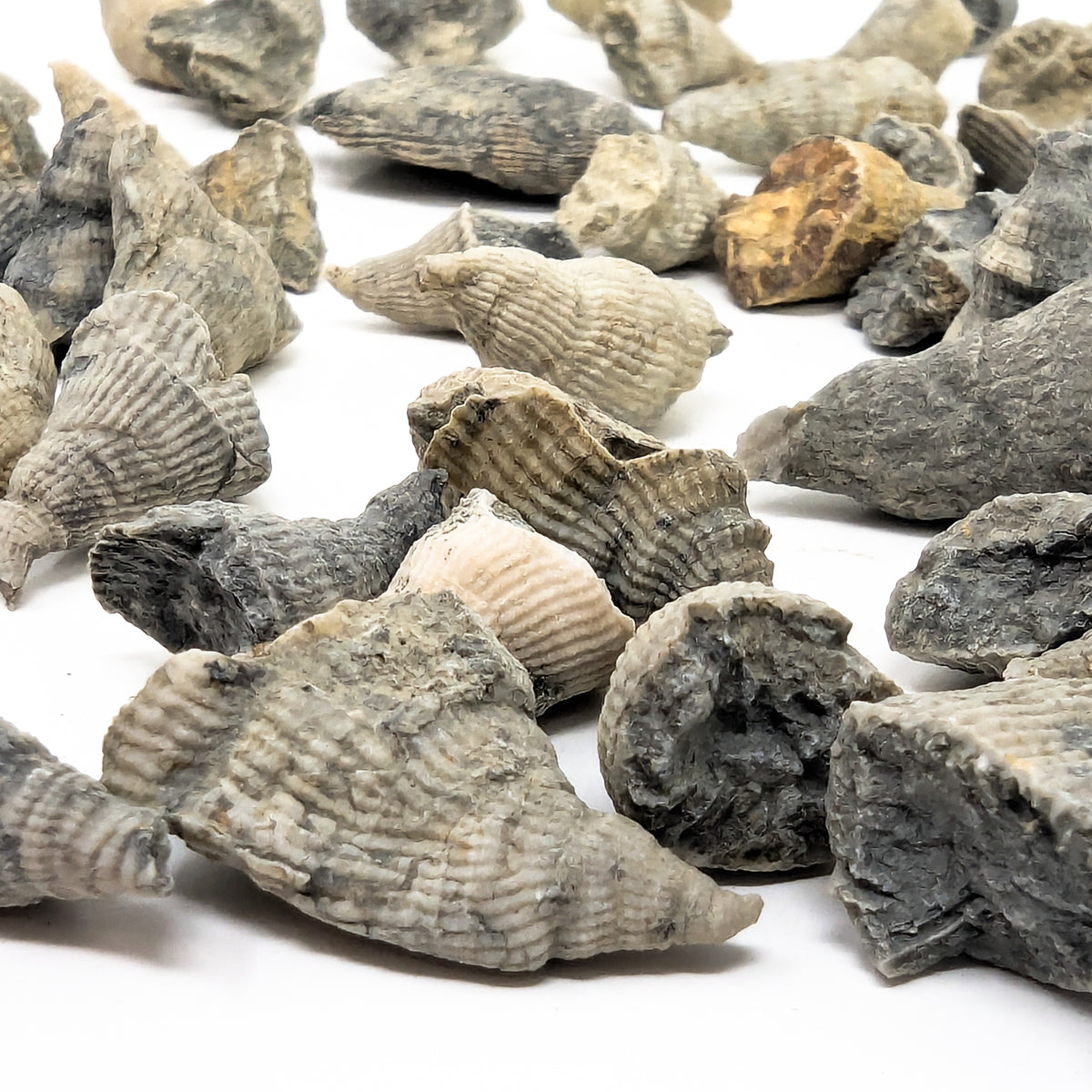 Horn Coral fossil from Illinois, USA.