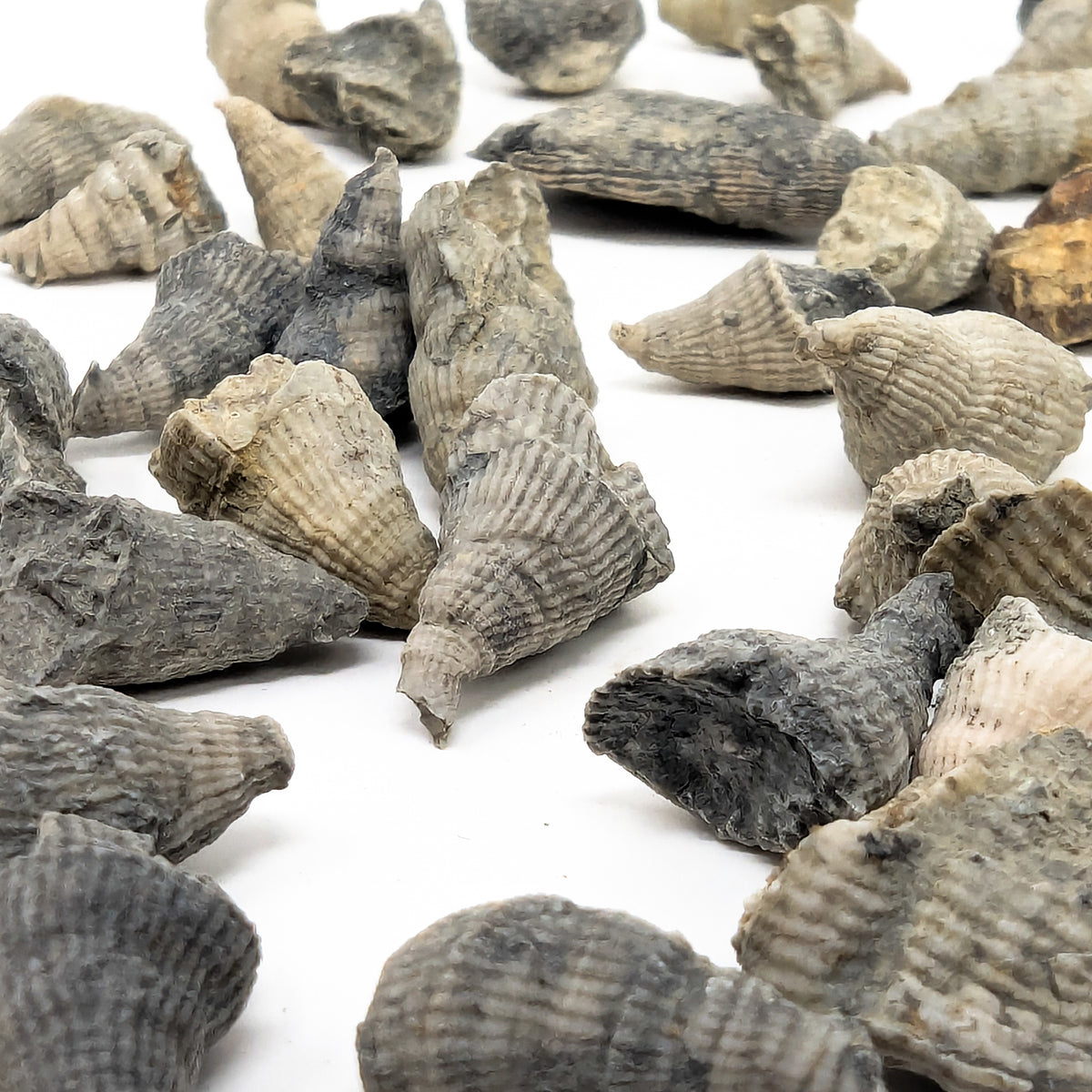 Horn Coral fossil from Illinois, USA.