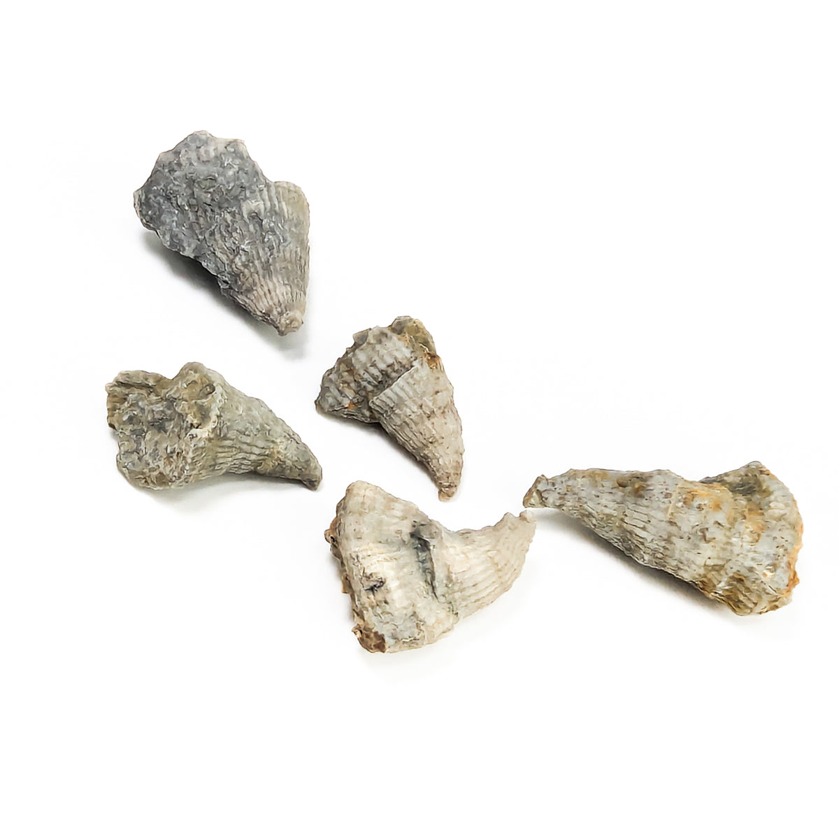 Horn Coral fossil from Illinois, USA.