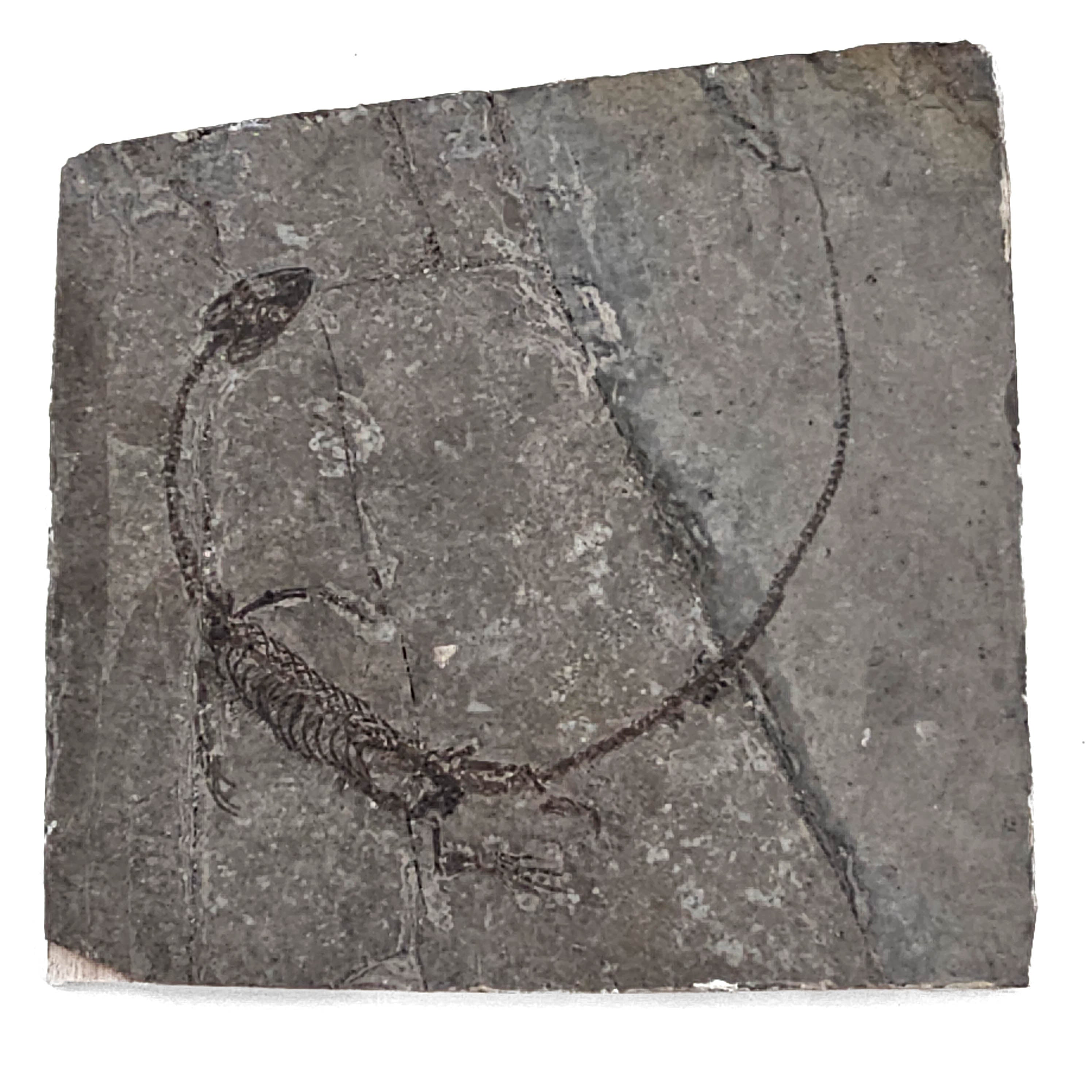 Hyphalosaurus - Fossil Specimen