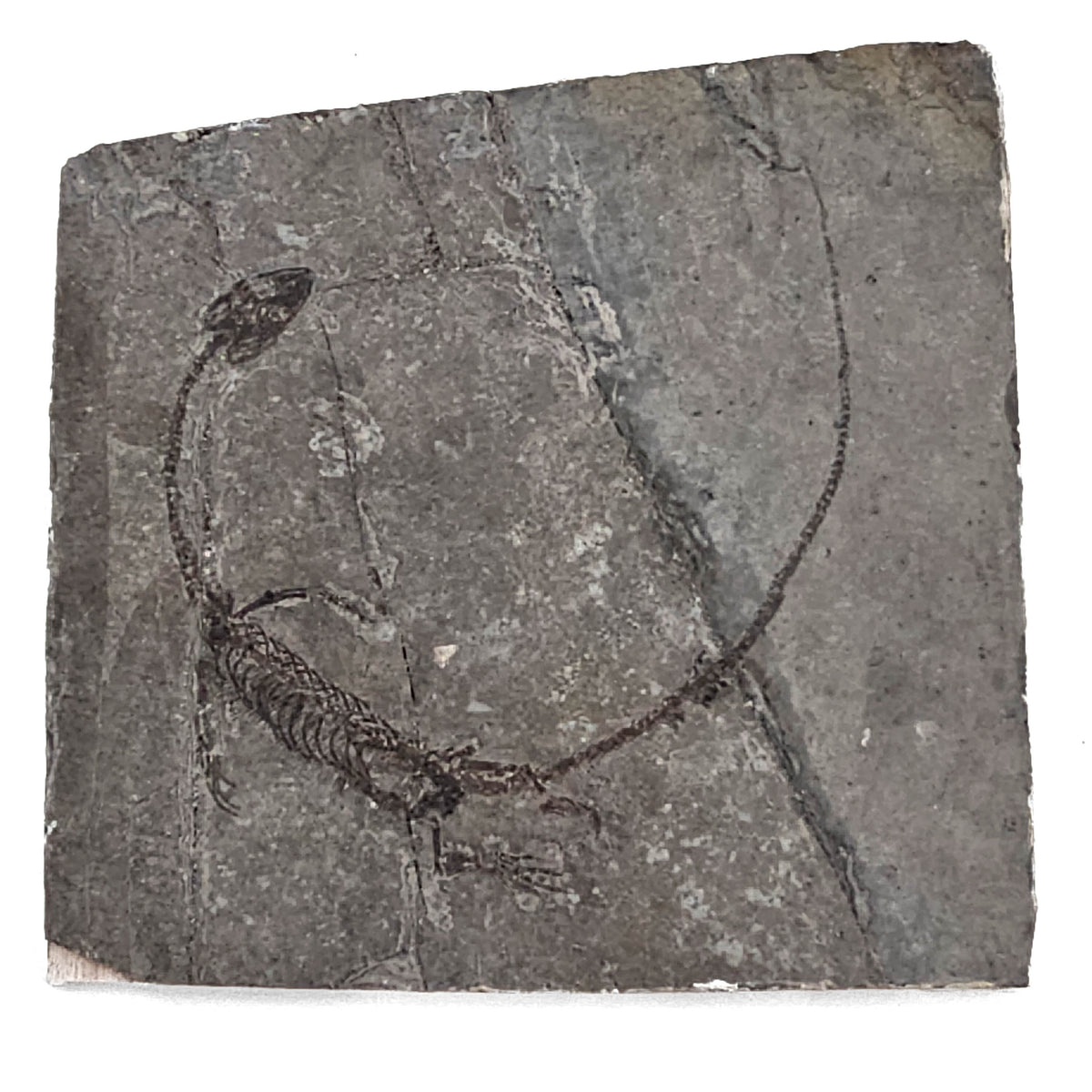 Hyphalosaurus fossil from Liaoning, China – full slab, front view