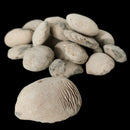 Crab Concretions - Unprepared Fossil
