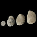 Crab Concretions - Unprepared Fossil