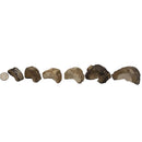 Ichthyosaurus Vertebrae - Fossil - Mesozoic Era - Germany
