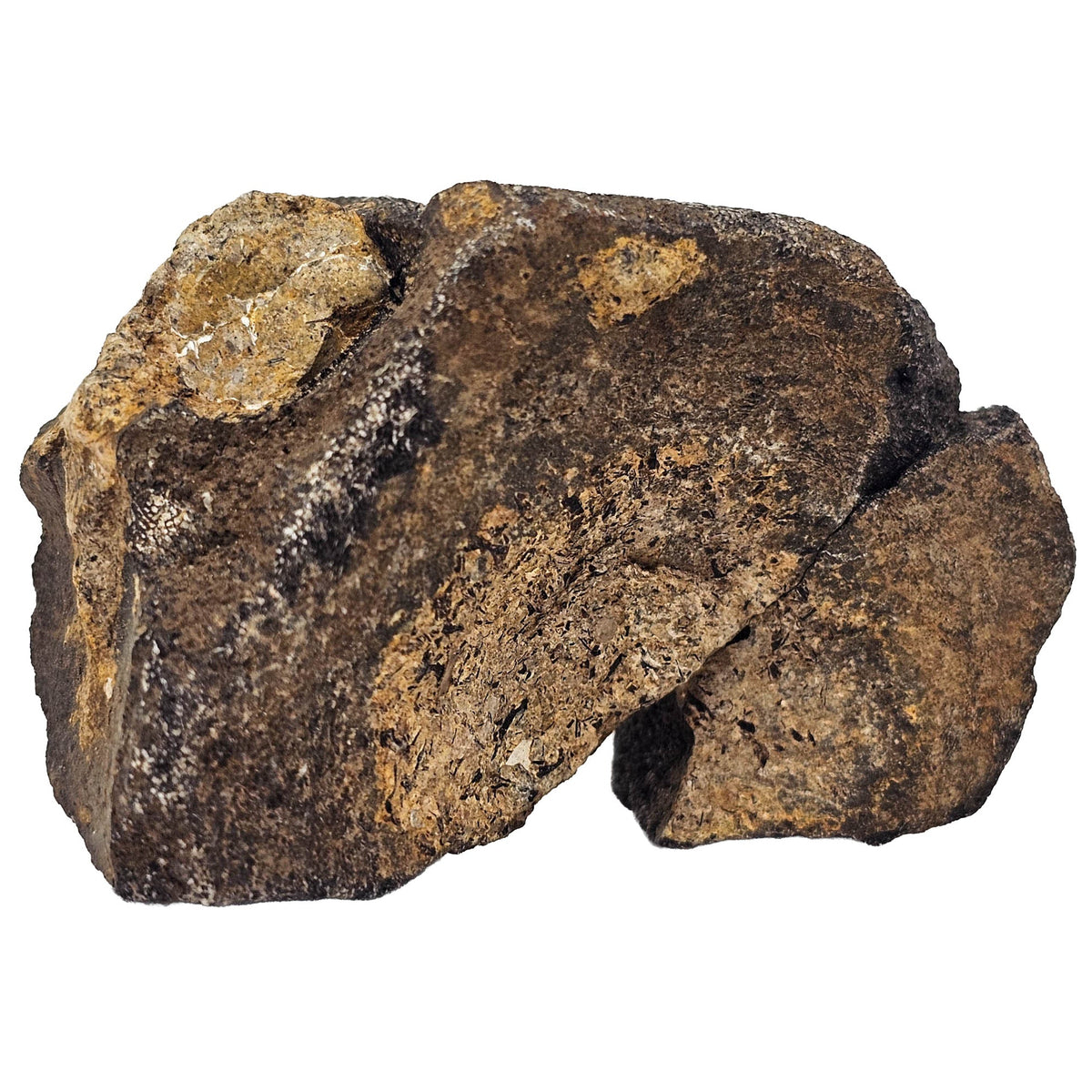 Ichthyosaurus Vertebrae fossil from Bamberg, Germany.