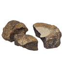 Ichthyosaurus Vertebrae - Fossil - Mesozoic Era - Germany