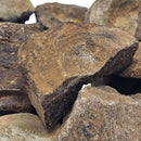 Ichthyosaurus Vertebrae - Fossil - Mesozoic Era - Germany