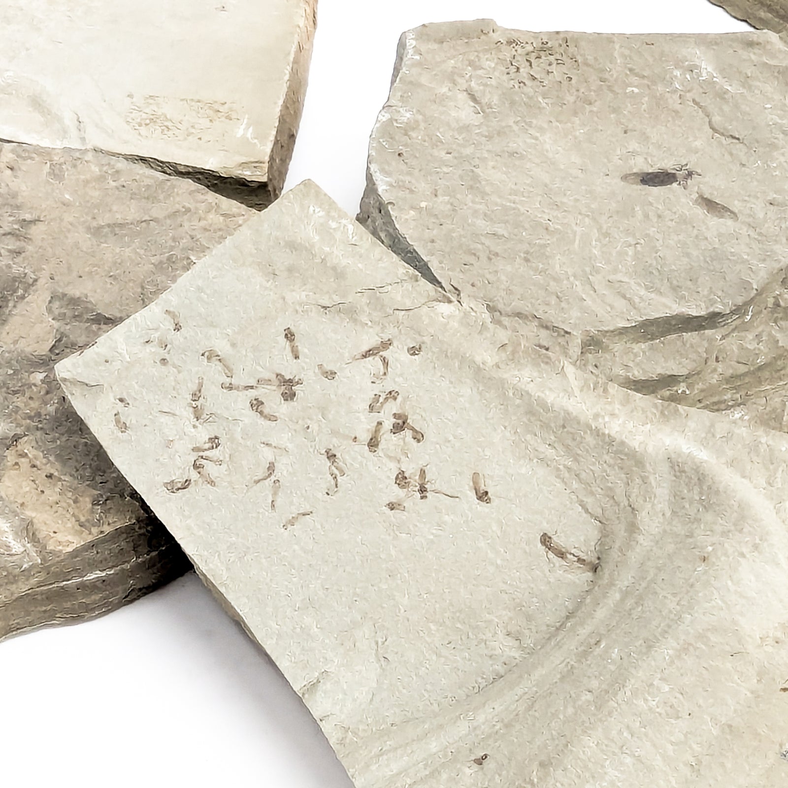 Insect Fossil Identifier Insect- Fossil
