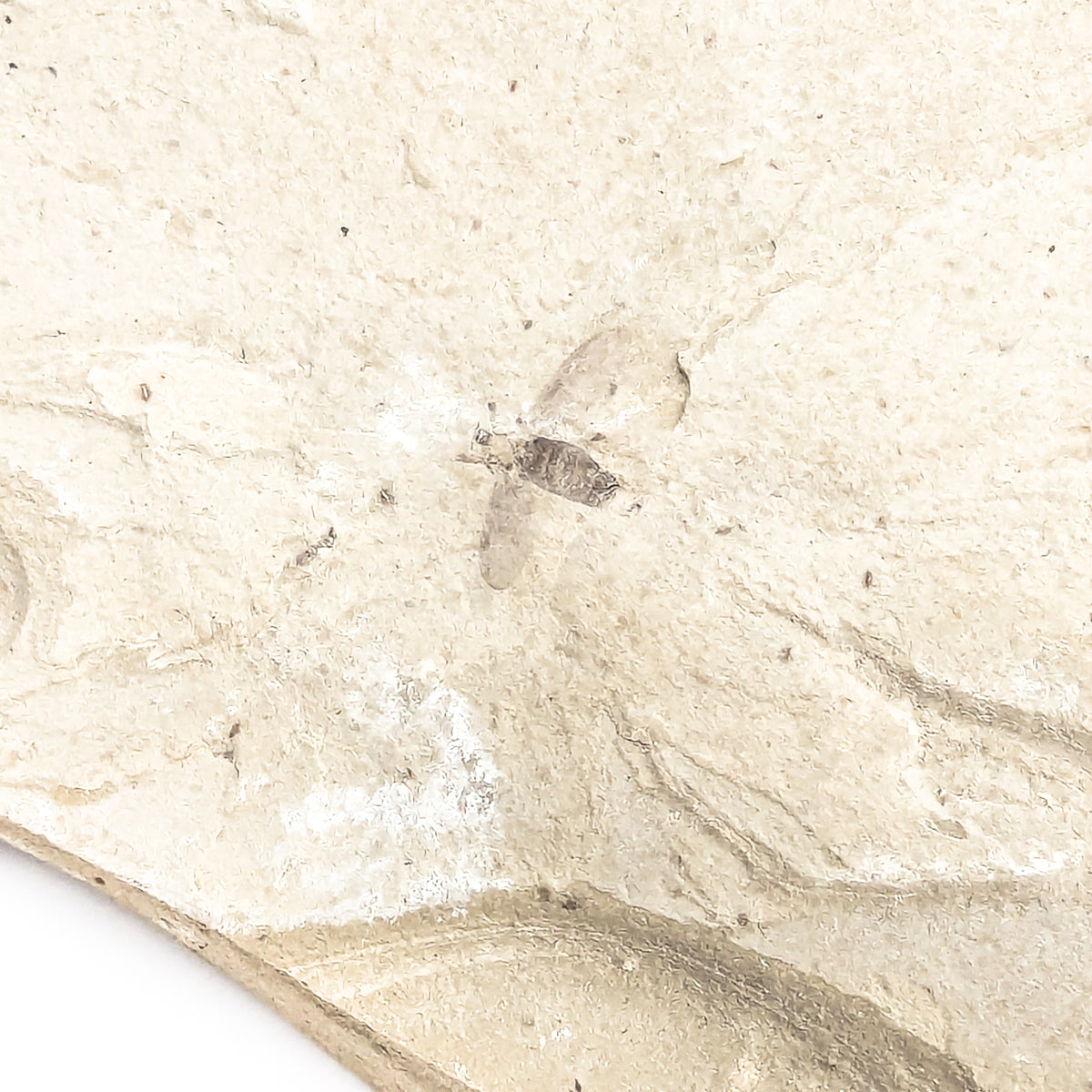 Insect fossil from Garfield County, Colorado, USA, Green River Formation, Eocene.